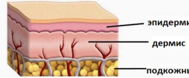 Как выглядит эпидермис кожи на человеке фото