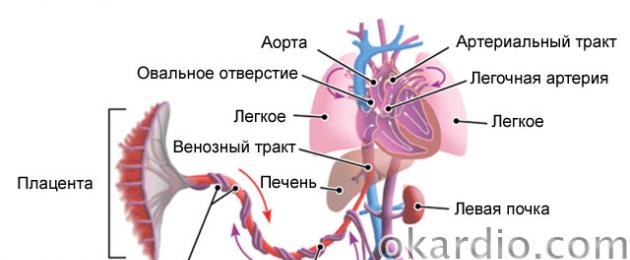 Маточно плацентарный кровоток