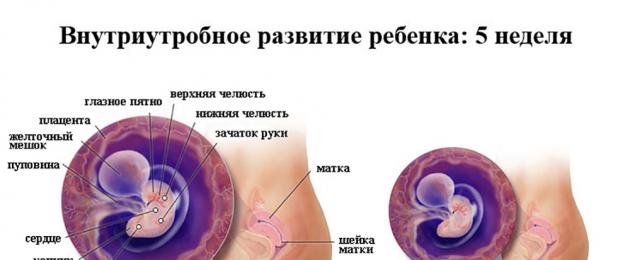 Какие 5 недель. Беременность по неделям 5 неделя. Беременность 5 недель развитие. Симптомы беременности на 5 неделе. Беременность по неделям развитие 5 недель.