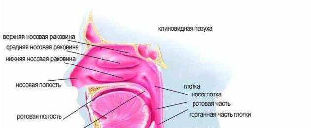 Учимся правильно дышать. Почему не хватает воздуха на поздних сроках? Учимся дышать мышцами брюшной полости